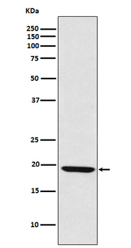 LMO2 Rabbit mAb