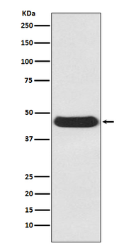 Atg4B Rabbit mAb [KD Validated] Antibody