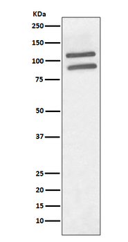 PML Rabbit mAb