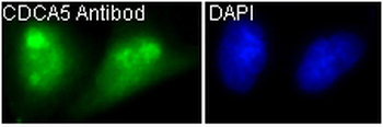 CDCA5 Rabbit mAb