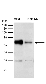 Cdc25C Rabbit mAb [KD Validated] Antibody