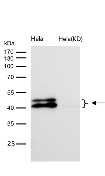 ERK1/2 Rabbit mAb [KD Validated]