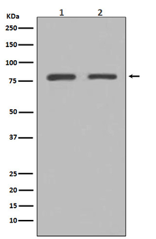 GRP78 BiP Rabbit mAb [KD Validated] Antibody