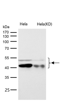 GSK3α/β(Phospho-Tyr216/Tyr279) Rabbit mAb [KD Validated]