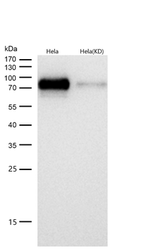 Raf1 (Phospho-Ser621) Rabbit mAb [KD Validated]