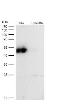 GATA3 (Phospho-Ser308) Rabbit mAb [KD Validated]