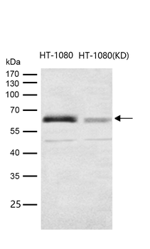 Src (Phospho-Tyr419) Rabbit mAb [KD Validated]