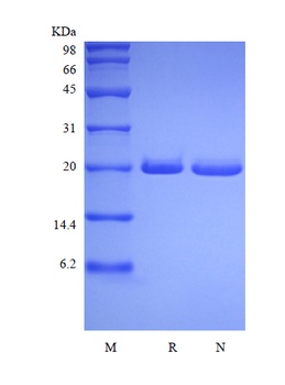 Recombinant Human Syndecan-4