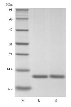 Recombinant Human Macrophage Migration Inhibitory Factor