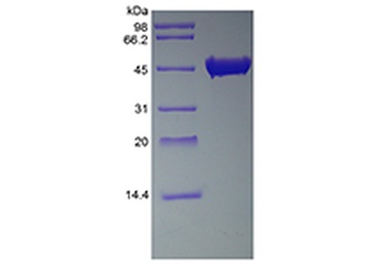 Recombinant Streptokinase
