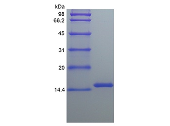 Recombinant Human Leptin