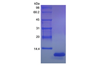 Recombinant Rat Fractalkine/CX3CL1