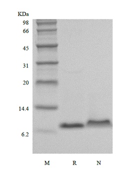 Recombinant Murine Macrophage Inflammatory Protein-3 alpha/CCL20