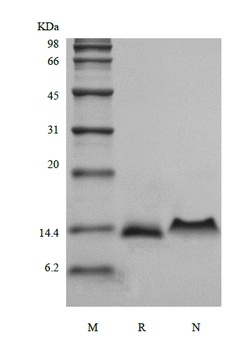 Recombinant Murine Protein C10/CCL6