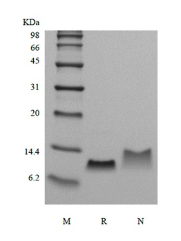 Recombinant Murine Macrophage Inflammatory Protein-1 beta/CCL4