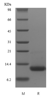 Recombinant Murine CXCL16