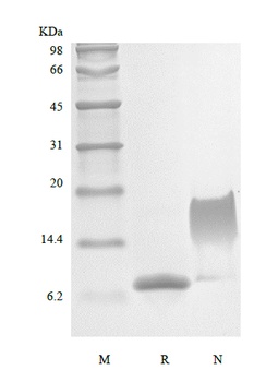 Recombinant Murine Stromal-Cell Derived Factor-1 alpha/CXCL12α