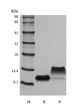 Recombinant Murine gamma-Interferon Inducible Protein 10/CXCL10