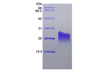 Recombinant Murine Monokine Induced by Interferon-gamma/CXCL9