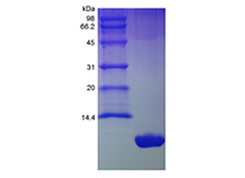 Recombinant Murine KC/CXCL1