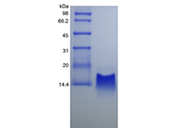 Recombinant Rhesus Macaque gamma-Interferon Inducible Protein 10/CXCL10