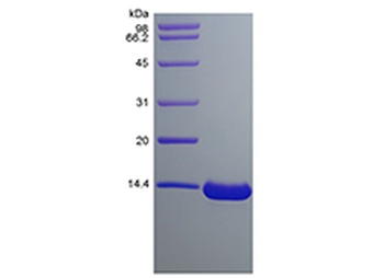 Recombinant Human Chemokine-like protein TAFA-2