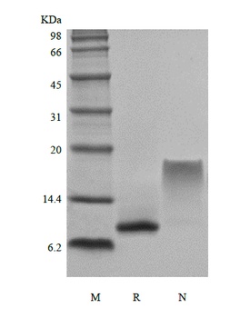 Recombinant Human Macrophage Inflammatory Protein-3/CCL23