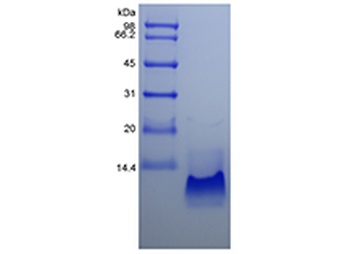 Recombinant Human Macrophage Inflammatory Protein-3 alpha/CCL20
