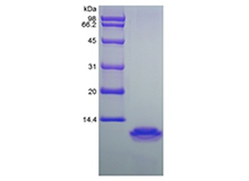 Recombinant Human Macrophage Inflammatory Protein-4/CCL18