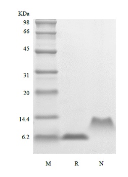 Recombinant Human Macrophage Inflammatory Protein-5, 68a.a./CCL15