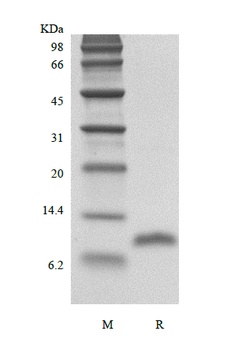 Recombinant Human LD78 beta/CCL3L1