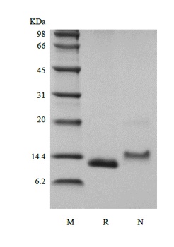 Recombinant Human Monocyte Chemotactic Protein-1/CCL2