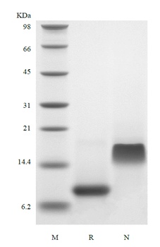 Recombinant Human Stromal-Cell Derived Factor-1 beta/CXCL12 beta