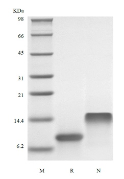 Recombinant Human I-TAC/CXCL11