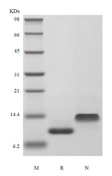 Recombinant Human gamma-Interferon Inducible Protein 10/CXCL10