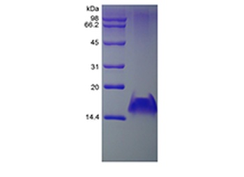 Recombinant Human Monokine Induced by Interferon-gamma/CXCL9