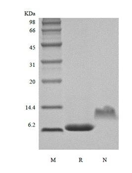 Recombinant Human Neutrophil Activating Protein-2/CXCL7