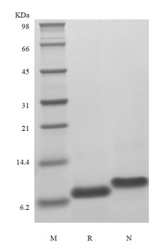 Recombinant Human Epithelial Neutrophil Activating Peptide-78, 1-78 a.a./CXCL5