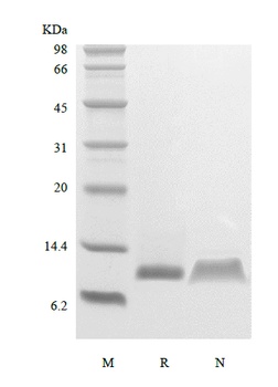 Recombinant Human Platelet Factor-4/CXCL4