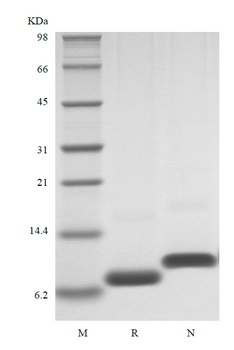 Recombinant Human Growth Regulated Protein-gamma/CXCL3