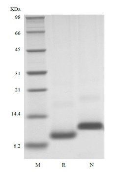 Recombinant Human Growth Regulated Protein-beta/CXCL2
