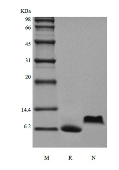 Recombinant Human Growth Regulated Protein-alpha/CXCL1