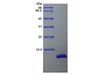 Recombinant Porcine Interleukin-8/CXCL8