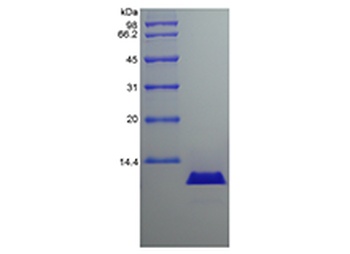 Recombinant Canine Interleukin-8/CXCL8