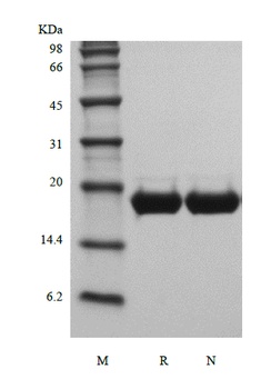 Recombinant Murine Interleukin-11
