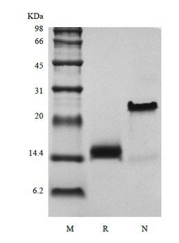Recombinant Human Growth Differentiation Factor 7/Bone Morphogenetic Protein-12
