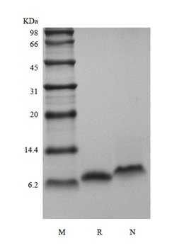 Recombinant Human Neuregulin 1-beta2 EGF-like Domain