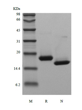 Recombinant Human Interferon-alpha2b, Yeast