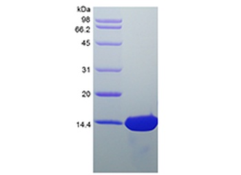 Recombinant Human Heparin-binding EGF-like Growth Factor