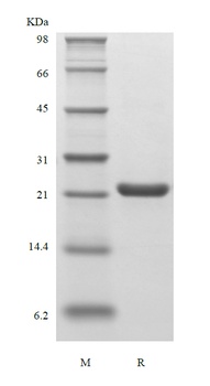 Recombinant Human Fibroblast Growth Factor 9